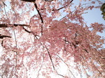 枝垂れ桜４